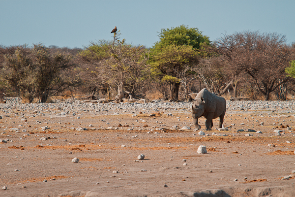 Namibia Etosha Nationalpark