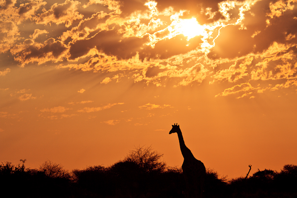 Namibia Etosha Nationalpark